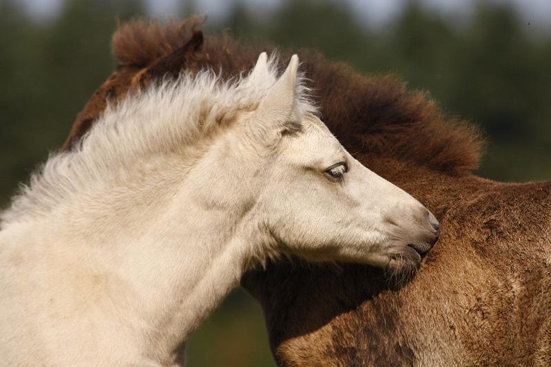 Myrdal und Saedis 1.jpg